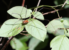 Leiobunum verrucosum